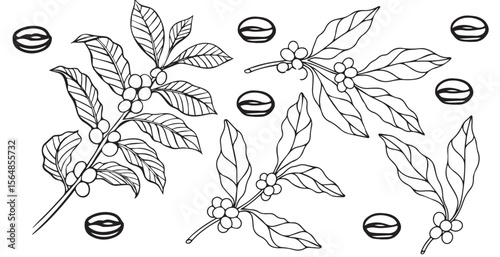 Engraving, branch with coffee beans, vector illustration in color and line sketch