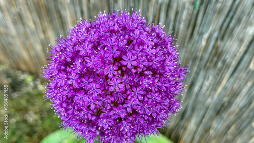 Purple allium bloom crowned in botanical bliss, reminiscent of midsummer's twilight, enchanting flora for World Plant Day reverie