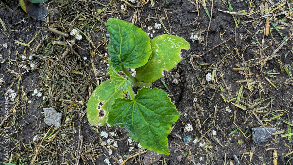 Fototapeta premium Sprouting cucumber plant amidst earthy whispers, symbolizing rebirth at Tu BiShvat, invoking green-fingered rituals and natures hidden poetry