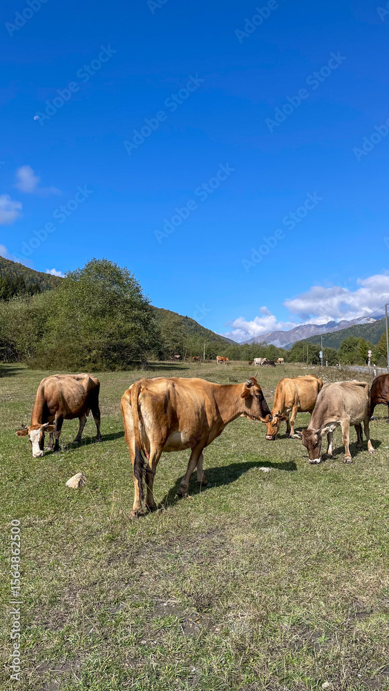 Obraz premium Tranquil cows graze under azure skies, embodying serene rusticity, aligning with World Milk Day and pastoral retreats