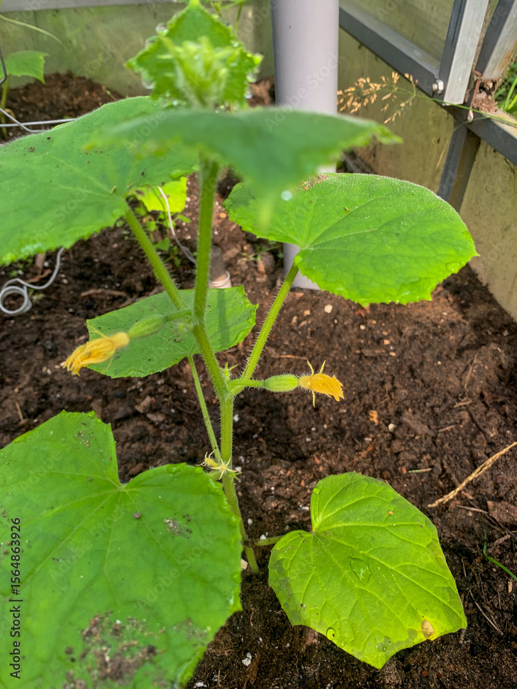 Obraz premium Whispering tendrils of a nascent cucumber plant, grounded in earthy serenity, invoke Earth Day reflections and permaculture dreams
