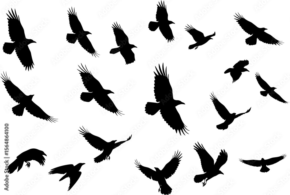 Obraz premium Black Crow Silhouettes in Flight on White Background