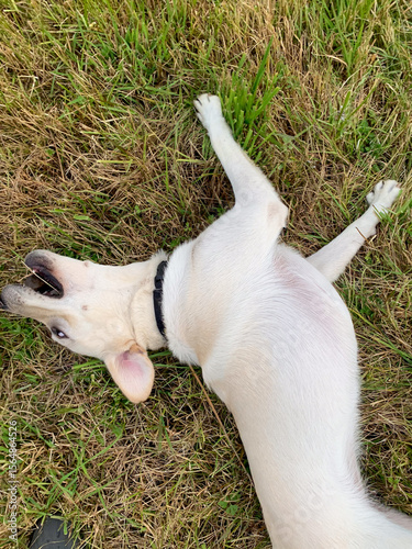Картината върху платно Joyous cream-colored dog revels in grassy frolic, embodying canine euphoria, aki