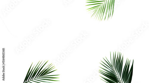 Green palm leaves  on a  transparent  background, close up view. Tropical foliage banner with copy space