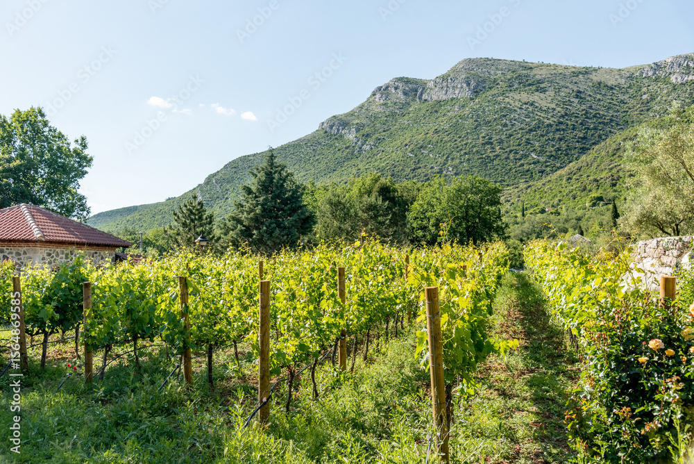 Naklejka premium Grape tree seedlings growing in field under sun, small green plants pots outside