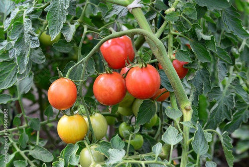 red organic Tomatoes growing on the vine