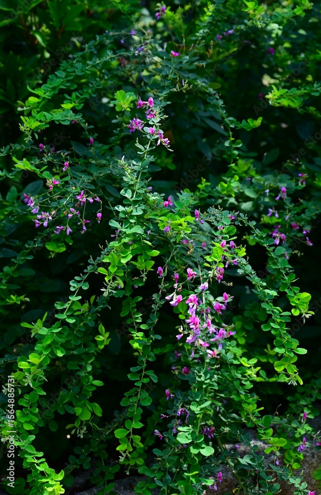 Lespedeza maximowiczii flowers. Fabaceae deciduous shrub. Purple-red butterfly-shaped flowers bloom in racemes from June to July. Lespedeza maximowiczii flowers. Fabaceae deciduous shrub. Purple-red butterfly-shaped flowers bloom in racemes from June to July.