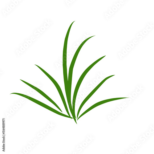 aloe vera plant isolated on white 