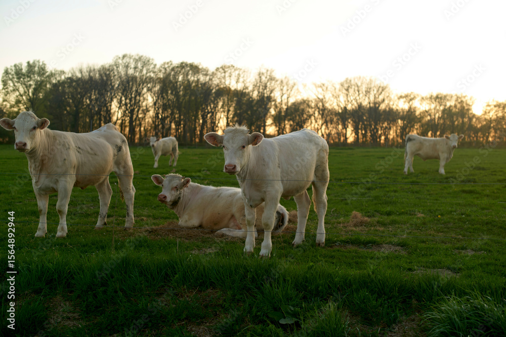 Cattle grazing peacefully in a lush green field at sunset with trees in the background. Cattle grazing peacefully in a lush green field at sunset with trees in the background.