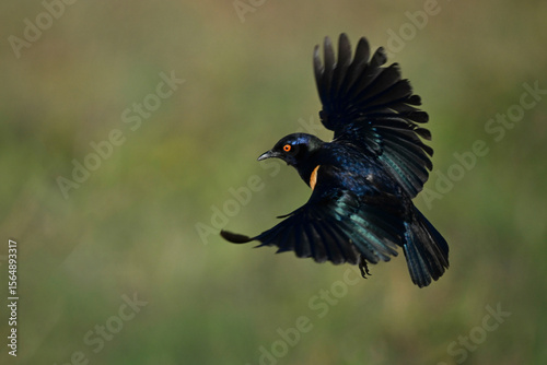 Hildebrandt starling with orange eyes in flight against a blurred green background. Laikipia, Kenya