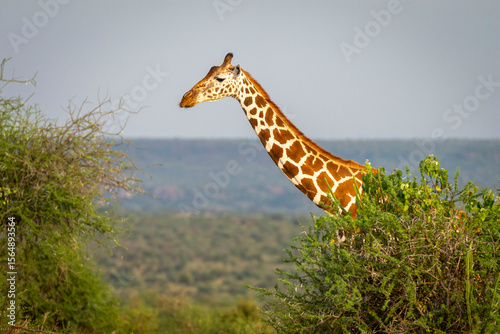 A reticulated giraffe standing amidst lush green bushes against a distant landscape. Laikipia, Kenya