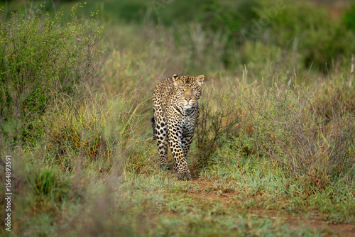 Leopard walking through grasslands with focused gaze. Laikipia, Kenya