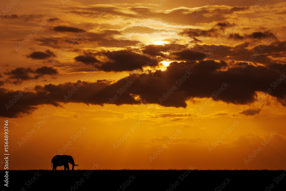 Silhouette of African bush elephant against a golden sunset sky with dramatic clouds. Laikipia, Kenya Silhouette of African bush elephant against a golden sunset sky with dramatic clouds. Laikipia, Kenya