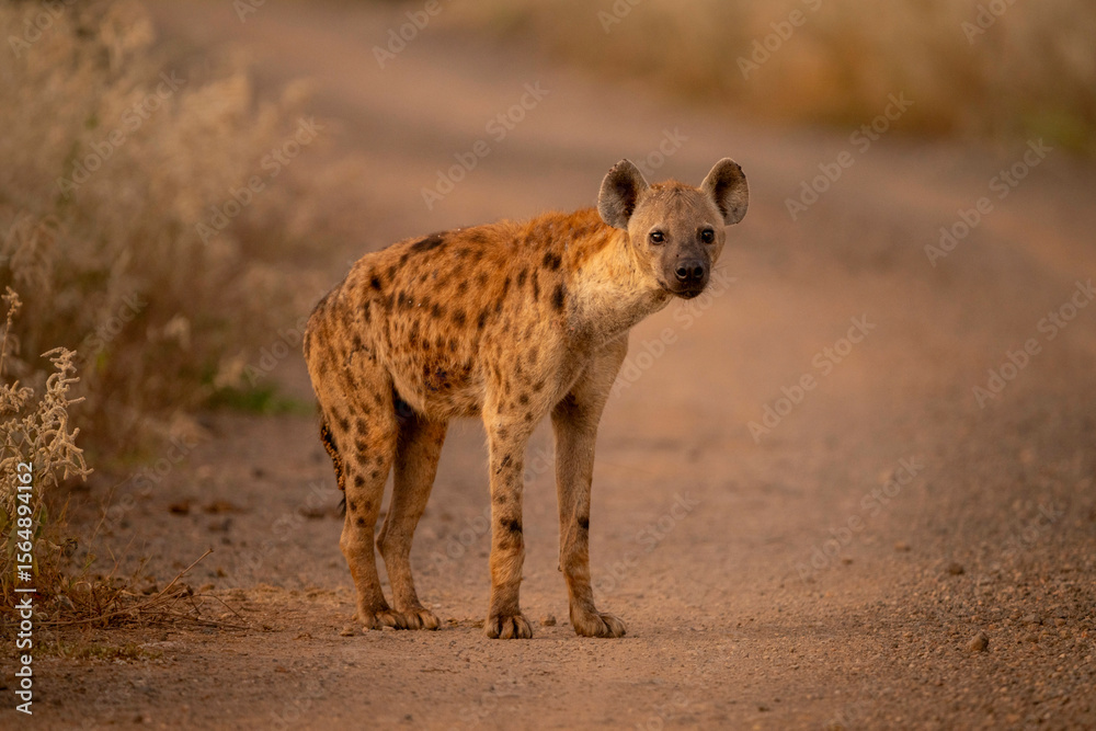 Spotted Hyena standing on a dirt path with blurred grassy background. Taita-Taveta, Kenya Spotted Hyena standing on a dirt path with blurred grassy background. Taita-Taveta, Kenya