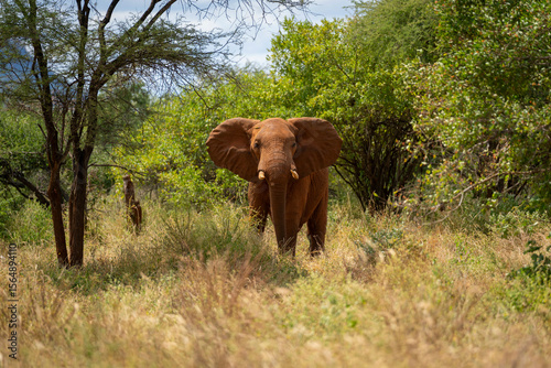 Elephant standing in a grassy field amidst lush green trees and sparse shrubbery. Taita-Taveta, Kenya
