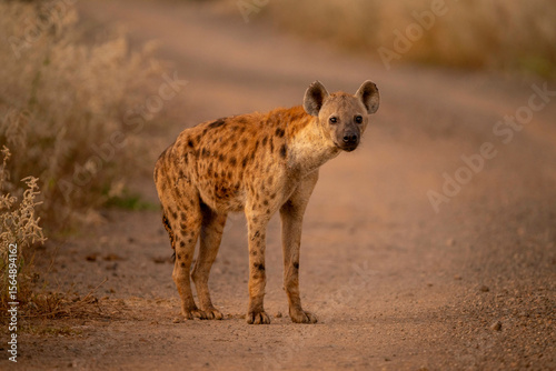 Spotted Hyena standing on a dirt path with blurred grassy background. Taita-Taveta, Kenya