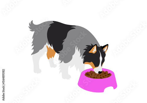 Collie dog eating from a pink bowl on a white background.  Illustration