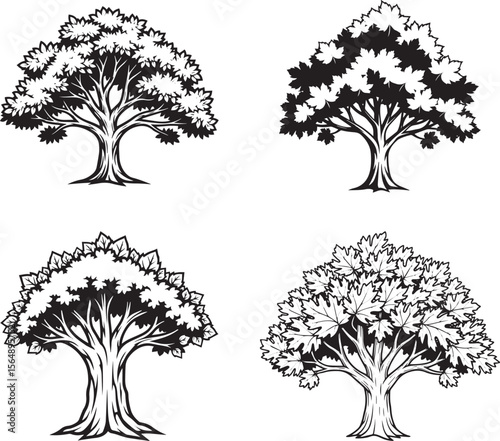 Sycamore  tree Silhouettes
