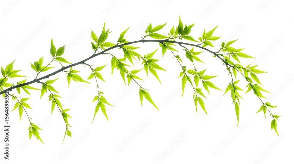 Naklejka premium Vibrant Green Spring Branch Leaves Nature Photography