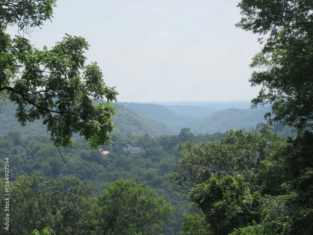 Fototapeta premium morning in the forest