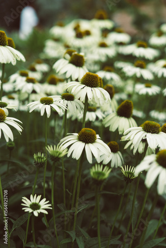Gorgeous field of flowers  