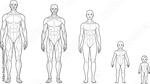 Human body anatomy illustration showing male, female, child, and infant proportions, medical education, vector diagram, growth stages chart. flat vector illustration