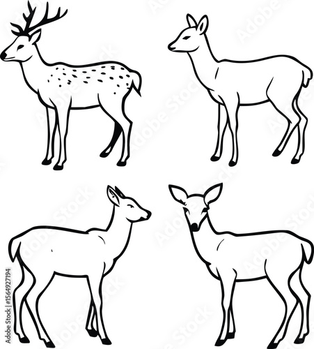 Four deer standing in various poses fawn stag