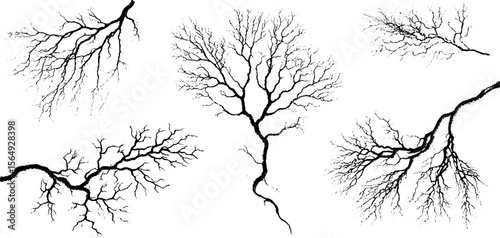 Intricate collection of vein and root like ink lines for creative design