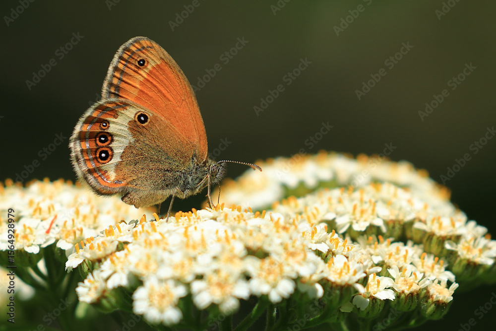 Fototapeta premium Butterfly on flower, macro photography