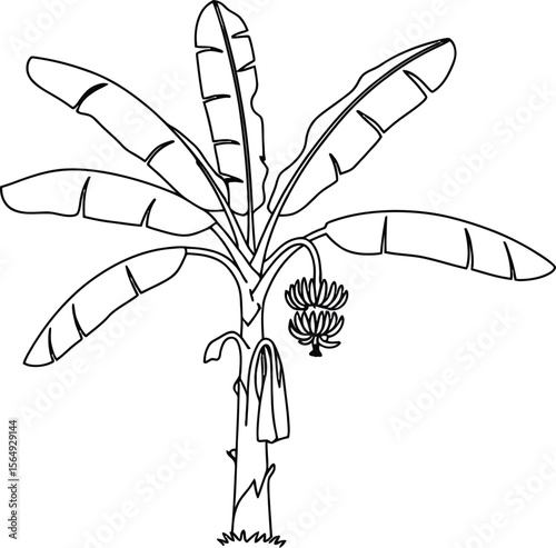 Banana Tree: Tropical Plant, Fruit & Agriculture Farming Icon