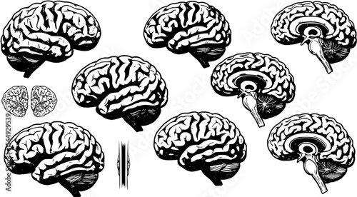 Vector human brain
