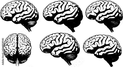 Vector human brain
