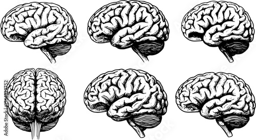 Vector human brain
