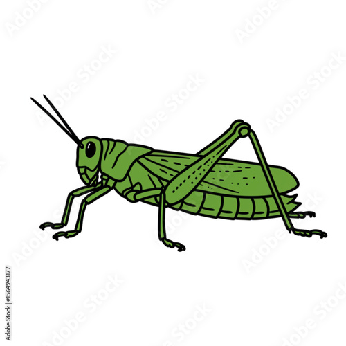 A vibrant grasshopper drawing rendered in a simple style is ideal for ecology designs, biology projects, or whimsical branding assets.