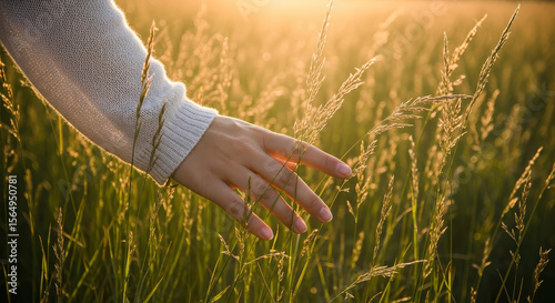 Fototapeta Naklejka Na Ścianę i Meble -  Woman s hand gently touching tall grass in warm golden hour sunlight