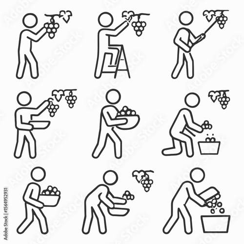 Grape Harvesting & Picking Process Icons