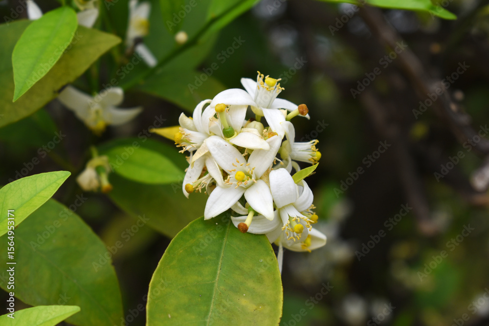 Blossoming orange tree flowers, orange blossoms, Spring harvest, closeup of Orange tree branches with flowers and leaves, buds and leaves, white little flower closeup, Chakwal, Punjab, Pakistan Blossoming orange tree flowers, orange blossoms, Spring harvest, closeup of Orange tree branches with flowers and leaves, buds and leaves, white little flower closeup, Chakwal, Punjab, Pakistan