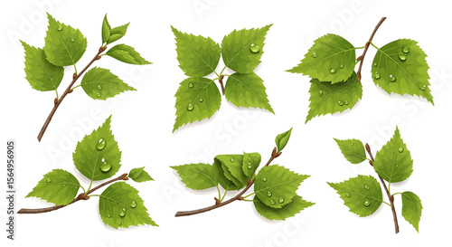 Birch leaves and branches illustrations