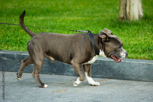 Quadro su tela staffordshire bull terrier