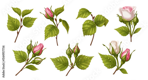 Detailed rose buds and flowers illustrations