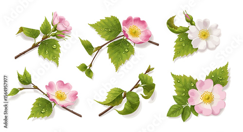 Dog rose flowers and leaves illustration collection