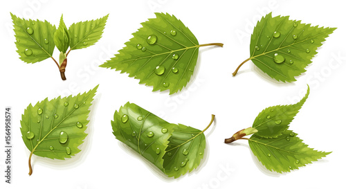 Fresh birch leaves with water droplets