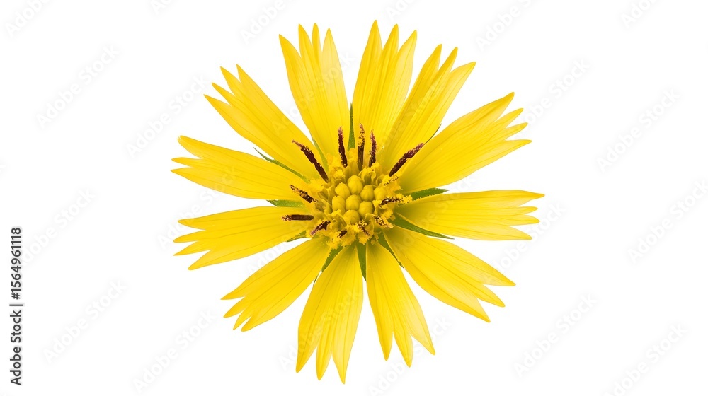 Vibrant Yellow Wildflower Blossom Closeup Vibrant Yellow Wildflower Blossom Closeup
