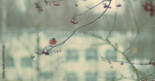 A bullfinch sits on a branch and eats a rowan tree against the background of a city building