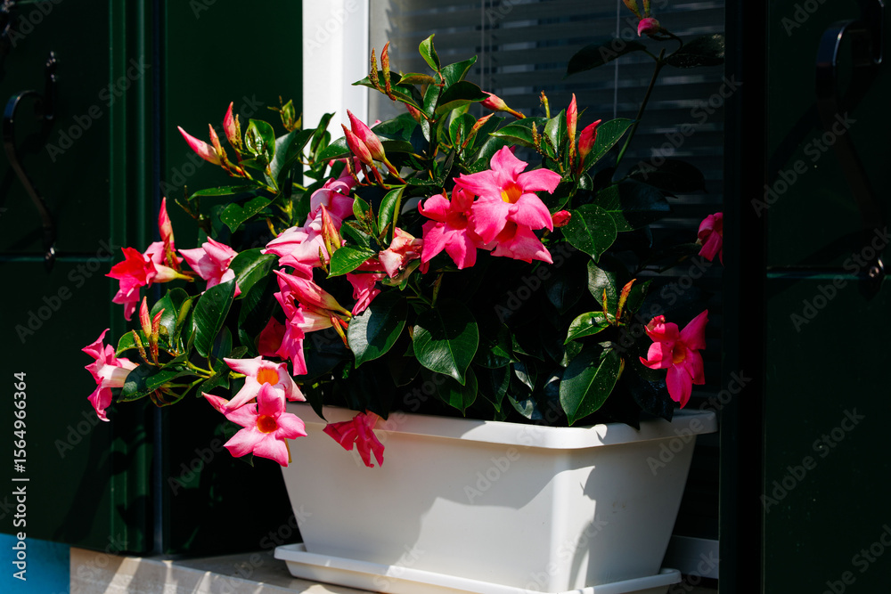 Fototapeta premium Vibrant pink dipladenia flowers in white planter with lush green foliage