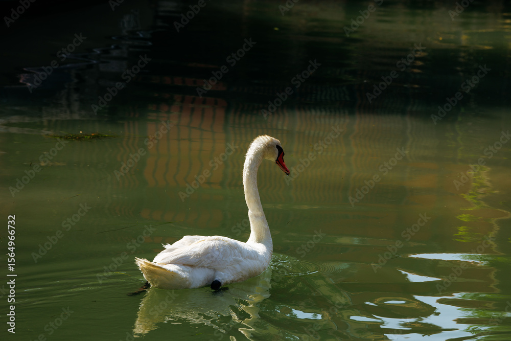 Fototapeta premium Graceful swan gliding on tranquil pond water in sunlit park