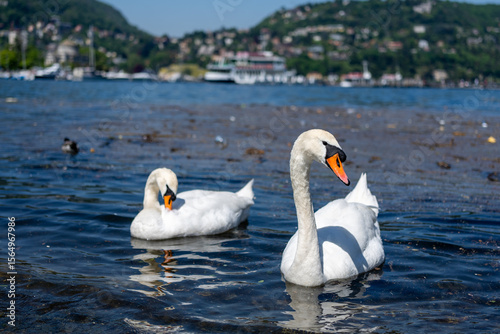 Two beautiful white swans are swimming together in calm blue lake Como on a sunny day.