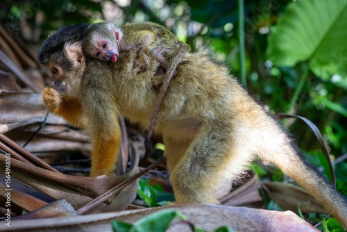 A mother squirrel monkey tenderly carries her baby through the lush green forest.