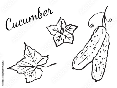 Cucumber set with leaves, flower, slices in black brush stroke texture isolated on white. Hand drawn vector sketch illustration in vintage charcoal ink. Fresh vegetable, market, farm logo