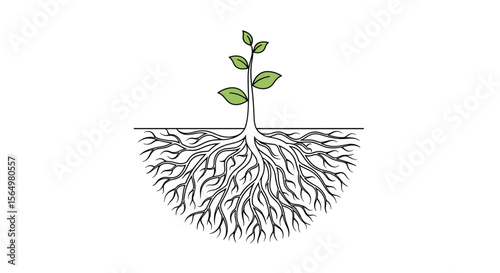 The Intricate Network of Roots Sustaining a Vibrant Green Plant Above Ground